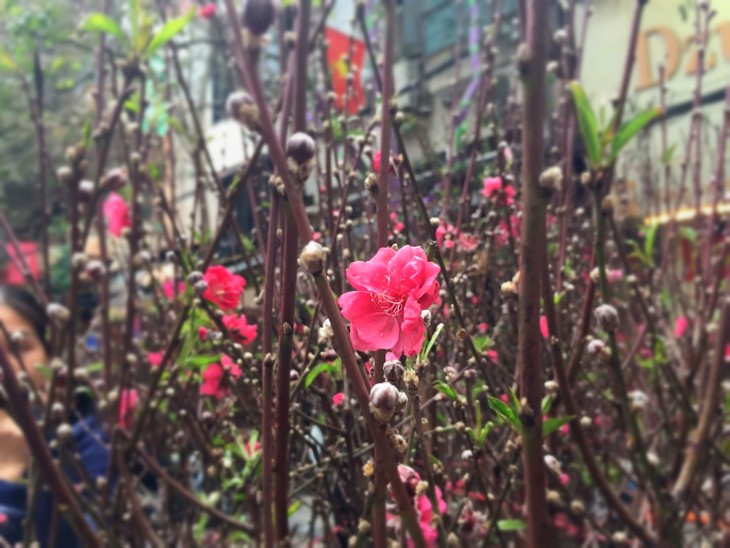 Hang Luoc Flower Market in Hanoi's Old Quarter - ảnh 3